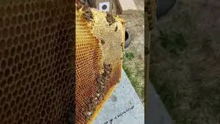 пчёлы меняют глубину сот 