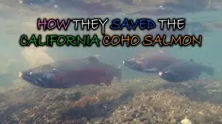 Collaboration at its Best: Saving the Central Coast California Coho Salmon