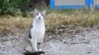 Видео тест гелиос 44-2