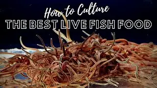 How to Culture Live Blackworms - Best Live Food for Adult Fish