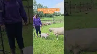 Orphaned piglet unbelievably excited to meet his new family