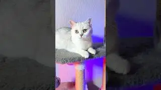 БЕРЕМЕННАЯ БЕЛКА ЗЛИТСЯ#cat