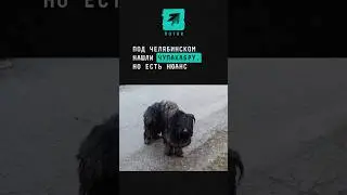 Под Челябинском нашли Чупакабру, но есть нюанс... 