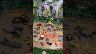 Behind the Scenes of Today's Sea Animals, Insects & Reptiles Episode - Kidiez World TV
