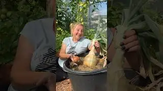 Гигантский лук, тыква, подсолнух, томаты и арбуз 😍