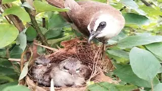 Yellow-vented bulbul  Mother takes care of 2 babies in a clean bird nest [ Review Bird Nest ]