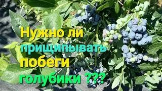 Нужно ли прищипывать побеги голубики??