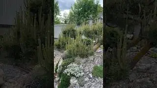Щипка сосен. 