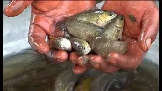 Amazing a lots of fish catching in the pond. people catch fish By using the net.