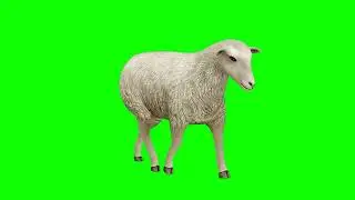 sheep green screen video | animal green screen video | 🐑 sheep green screen video