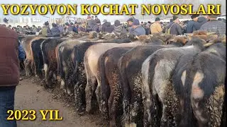 YOZYOVON chorva bozori YOSH BUQALARI NARXLARI. bugun BOZOR YONDI SAVDOLAR AVJIDA  novoslar juda kop