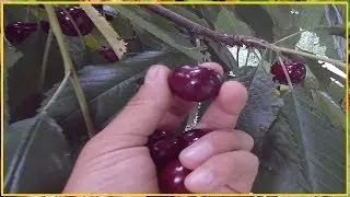 ХОЧЕШЬ БЫТЬ С ЧЕРЕШНЕЙ ДЕЛАЙ ТАК! / СУПЕР УРОЖАЙ ЧЕРЕШНИ / СЕКРЕТЫ ПОДКОРМКИ ЧЕРЕШНИ