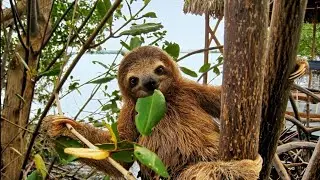 5 Fun Facts About Sloths You Didn’t Know! 🦥 #Wildlife #Nature #Animals