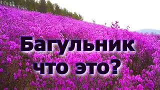 Багульник - что это такое?