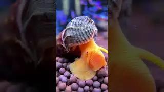 Какие улитки у вас живут в аквариуме? 