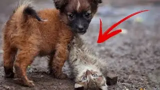Пёс положил еду перед бездомным котом  То, что произошло потом, удивило хозяйку