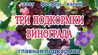 Три подкормки винограда (доступными удобрениями)🍇