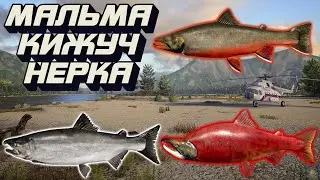 Мальма + Нерка + Кижуч | р. Яма | Русская Рыбалка 4