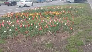 Клумба в Ново-Переделкино (03.05.23)