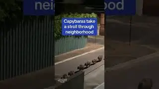 Capybaras stroll along street at night