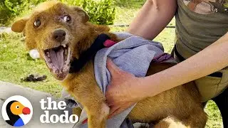 3 Dramatic Dog Transformations | The Dodo