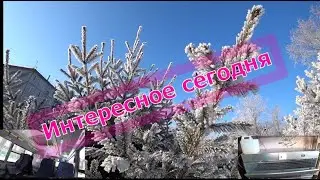 Деревья как невесты..Новый автобус.А может кому и понадобится.