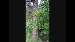 Повёз ловушки на речку. А там в прошлом году, забыл ловушку забрать и попался рой