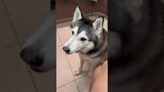 Собака дегустирует еду 