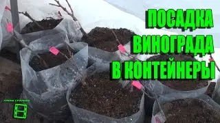 Посадка саженцев винограда в контейнеры 15.04.2014. Северный виноградник 