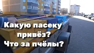 Какую пасеку привёз? Что за пчёлы? Выпускаем маток из изоляторов.