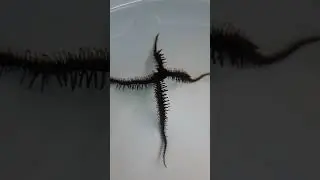 Офиура