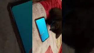 Найдёныш Лило. Котёнок - игроман
