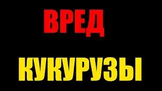 Польза и вред кукурузы