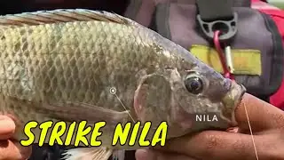 Berburu Strike Nila Dengan Nyobok | MANCING MANIA STRIKE BACK (09/06/24) Part 2