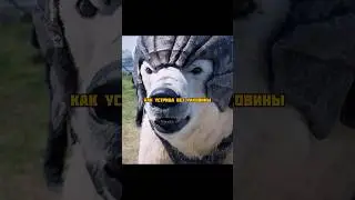 Вызвал на поединок говорящего медведя😨