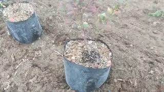Голубика на грядах. Высадка новых кустов.