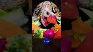 ASMR Eating Grapes Mukbang 🍇 Satisfying Sound 🐢 Turtle Tortoise #shorts