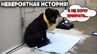 Он лежал , ожидая врачей с последним уколом… Но потом произошло нечто немыслимое...