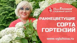 РАННЕЦВЕТУЩИЕ СОРТА ГОРТЕНЗИЙ