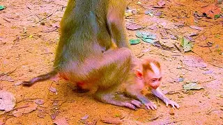 Tiny Monkey S/uffers Without Mother's M/ilK