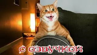 Приколы с котами! Смешные коты! Самая СМЕШНАЯ ОЗВУЧКА ЖИВОТНЫХ! ТЕСТ НА ПСИХИКУ 2024