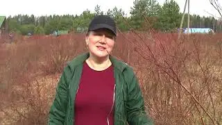 Как ухаживать за голубикой весной