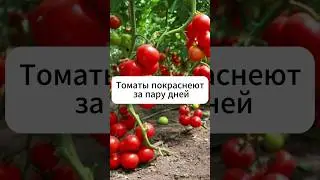 Томаты покраснеют от такой подкормки за пару дней!  #рецепт #огород #овощи #томаты