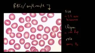 Blood Cells and Bone Marrow (Part 1 of 2)