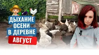 👩‍🌾🏡Август в деревне: выросли куры 🍅🍆 Собираем урожай #дача #garden #урожай