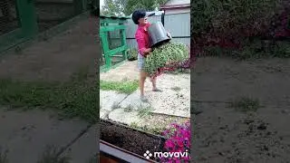 ШОК - СПАСАЮ КЛУМБУ - ЛИВНИ ВСЁ УНИЧТОЖИЛИ - ПЕРЕВАЛКА ПЕТУНИИ - ПЕТУНИЯ ВЫРАЩИВАНИЕ И УХОД