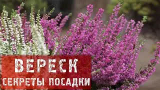 Вереск / Как посадить вереск? / Секреты удачной посадки вереска