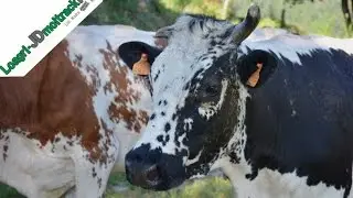 Traite au Parc des Vaches Montbéliardes & Vosgiennes !