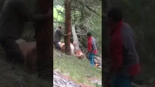 Guys Rescue Horse Stuck Between Trees