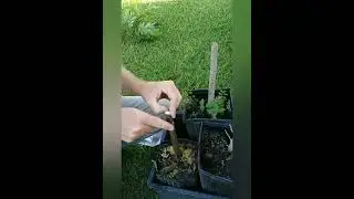 Pecan Grafting